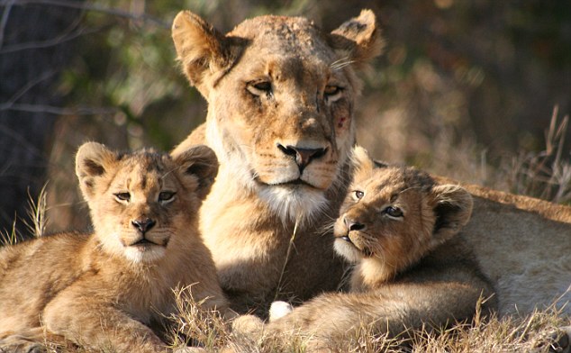 Wildlife Adventures of Gujarat